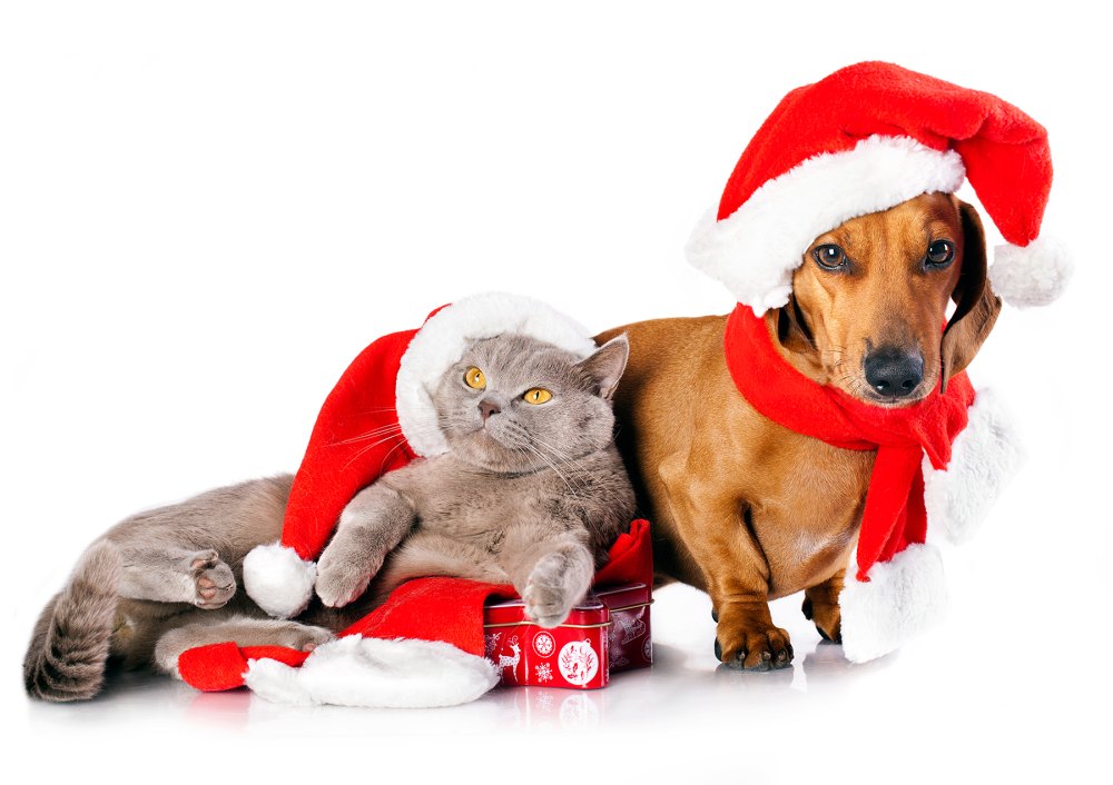 Christmas pet horoscopes