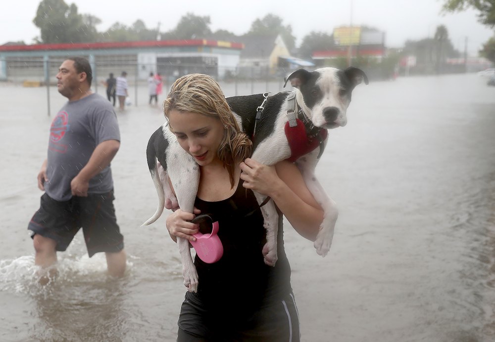 hurricane-dog