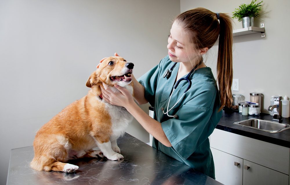 vet-with-dog