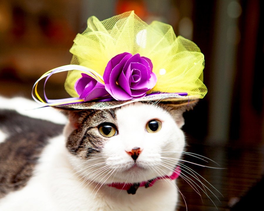 Custard Royal Wedding Cats in Fascinators Gallery