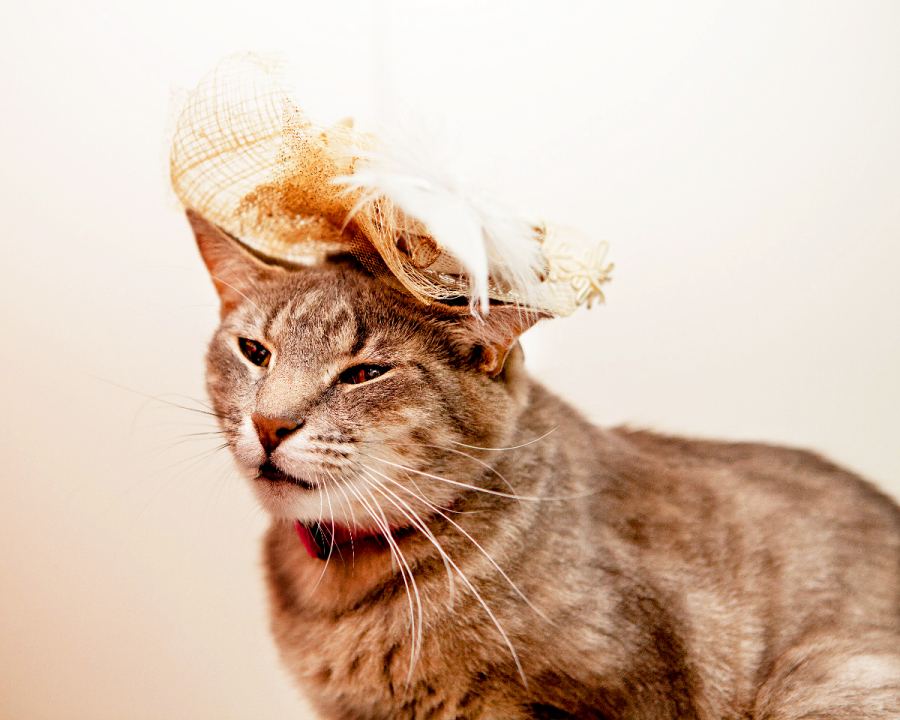 Holly Royal Wedding Cats in Fascinators Gallery