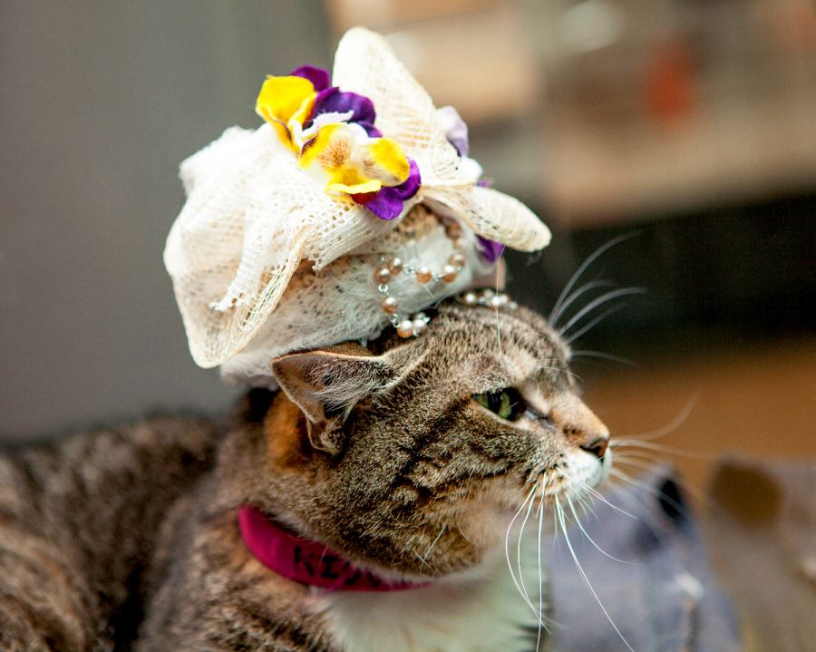 Kiddle Royal Wedding Cats in Fascinators Gallery