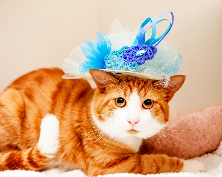 Tigger Royal Wedding Cats in Fascinators Gallery