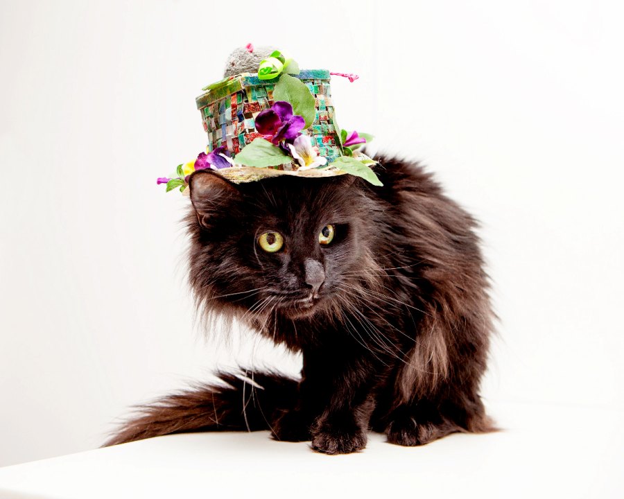 Xbox Royal Wedding Cats in Fascinators Gallery