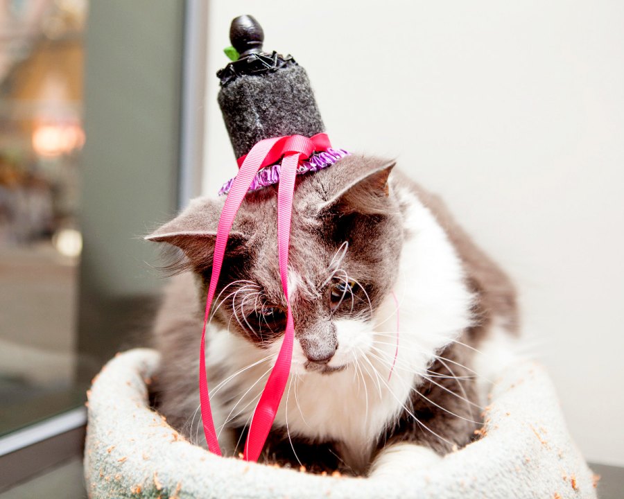 Yetti Royal Wedding Cats in Fascinators Gallery