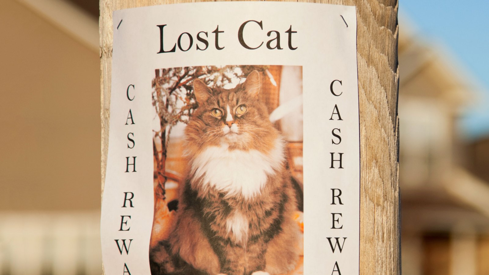 lot pet flyer poster cat
