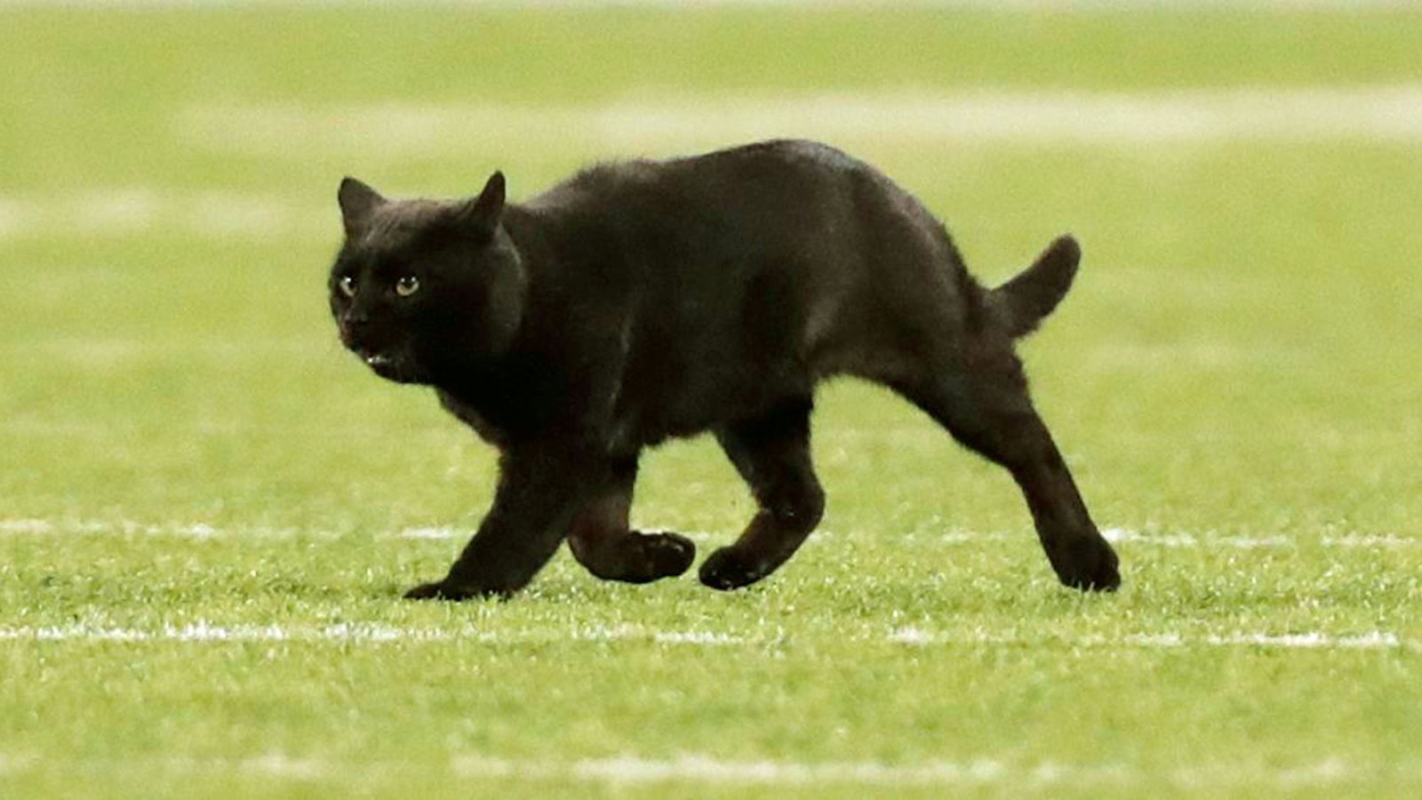 Black Cat Delays Play After Running Onto the Field at Giants-Cowboys Game