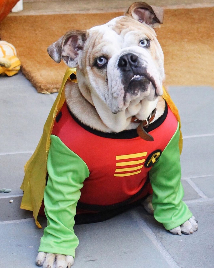Reese-Witherspoon-Halloween-dog-costume