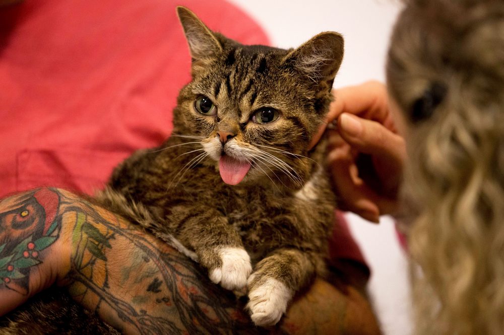 Lil Bub Dead Beloved Internet Cat Dies at 8
