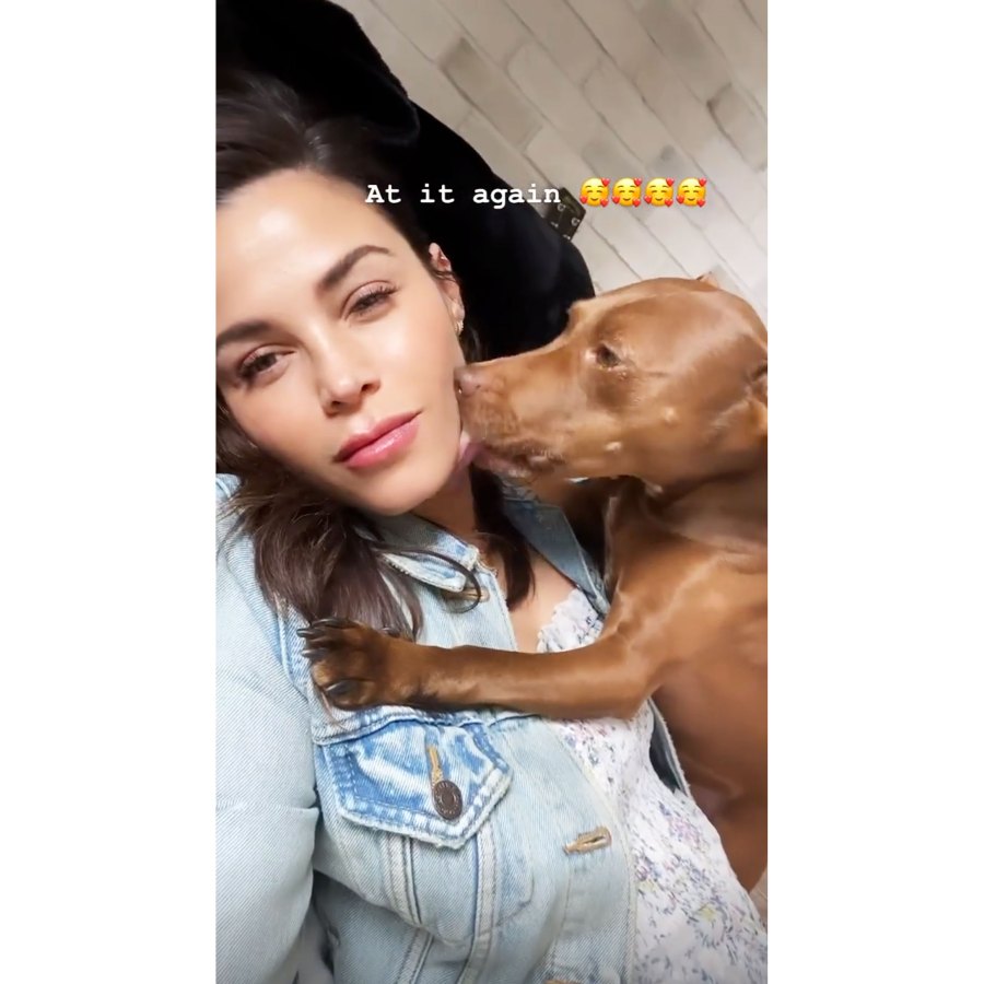 Jenna Dewans dog licking her face