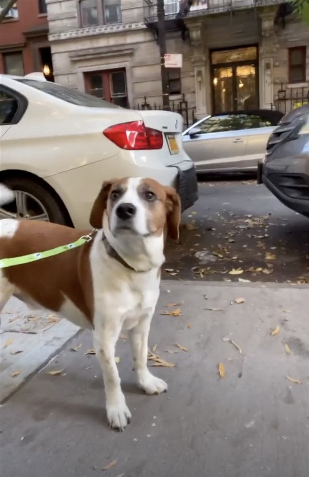 Andy Cohen Reunites With Rescue Dog He Rehomed Last Spring