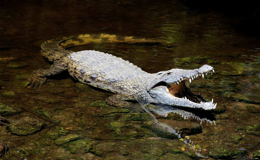 Massive Saltwater Crocodile Attacks Explored in New Special