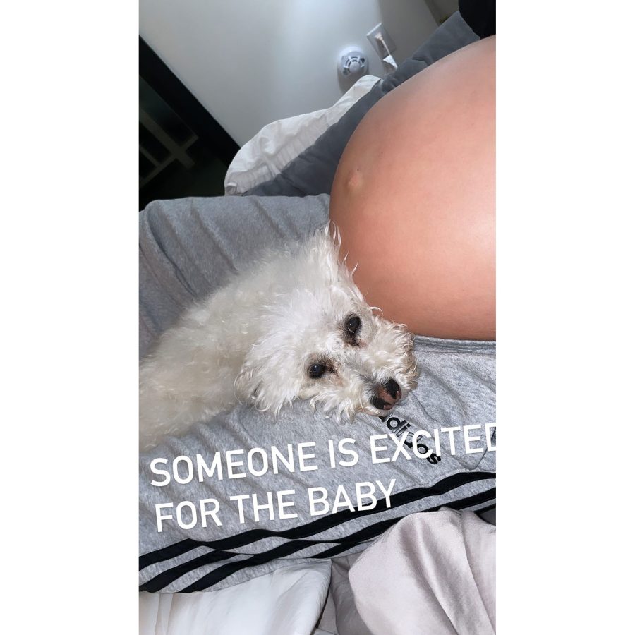 Lala Kent Pregnant Bump Dog