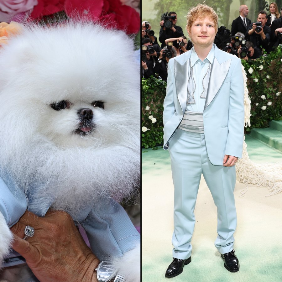 The Best Met Gala Recreations at the Pet Gala 334 Ed Sheeran