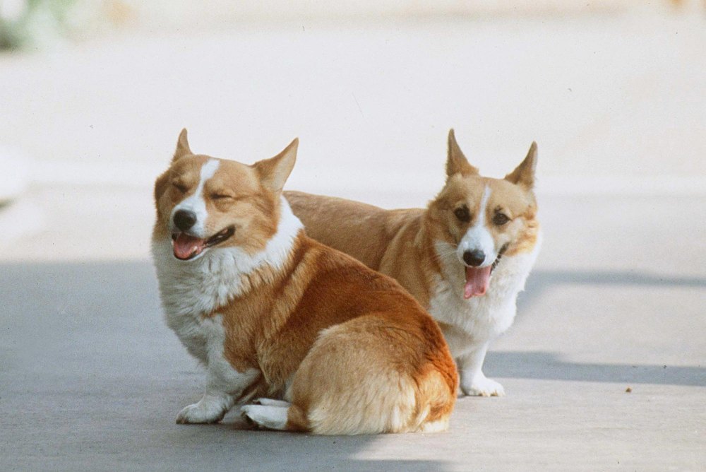 Sarah Ferguson Celebrates Queen s Corgis on International Dog Day 227