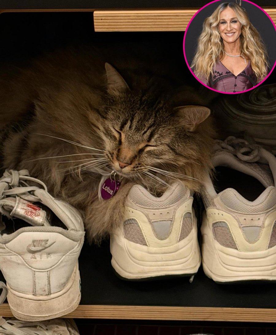 Stars They’re Just Like Us