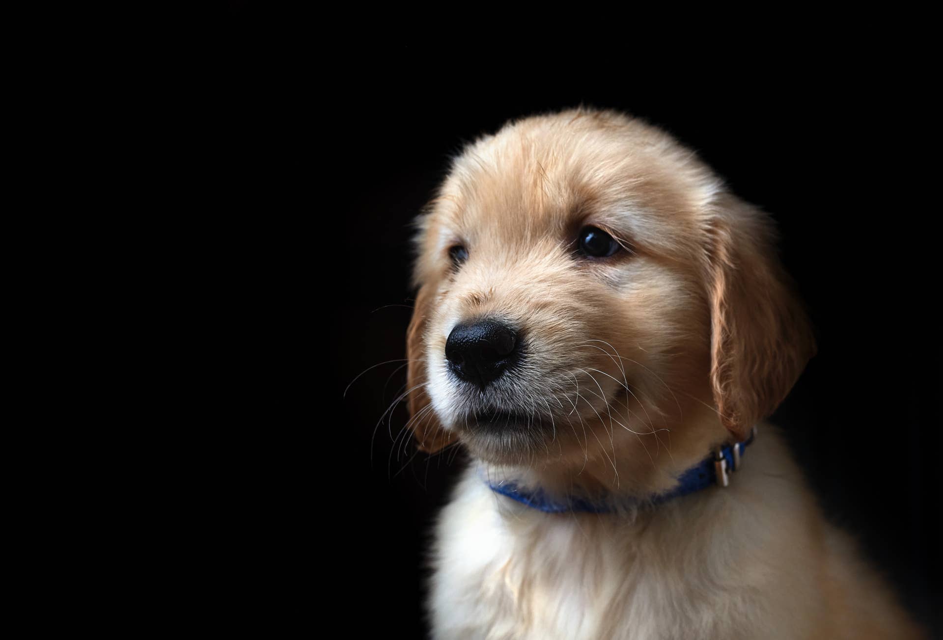 a-golden-retriever-puppy