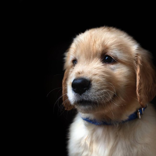 a-golden-retriever-puppy