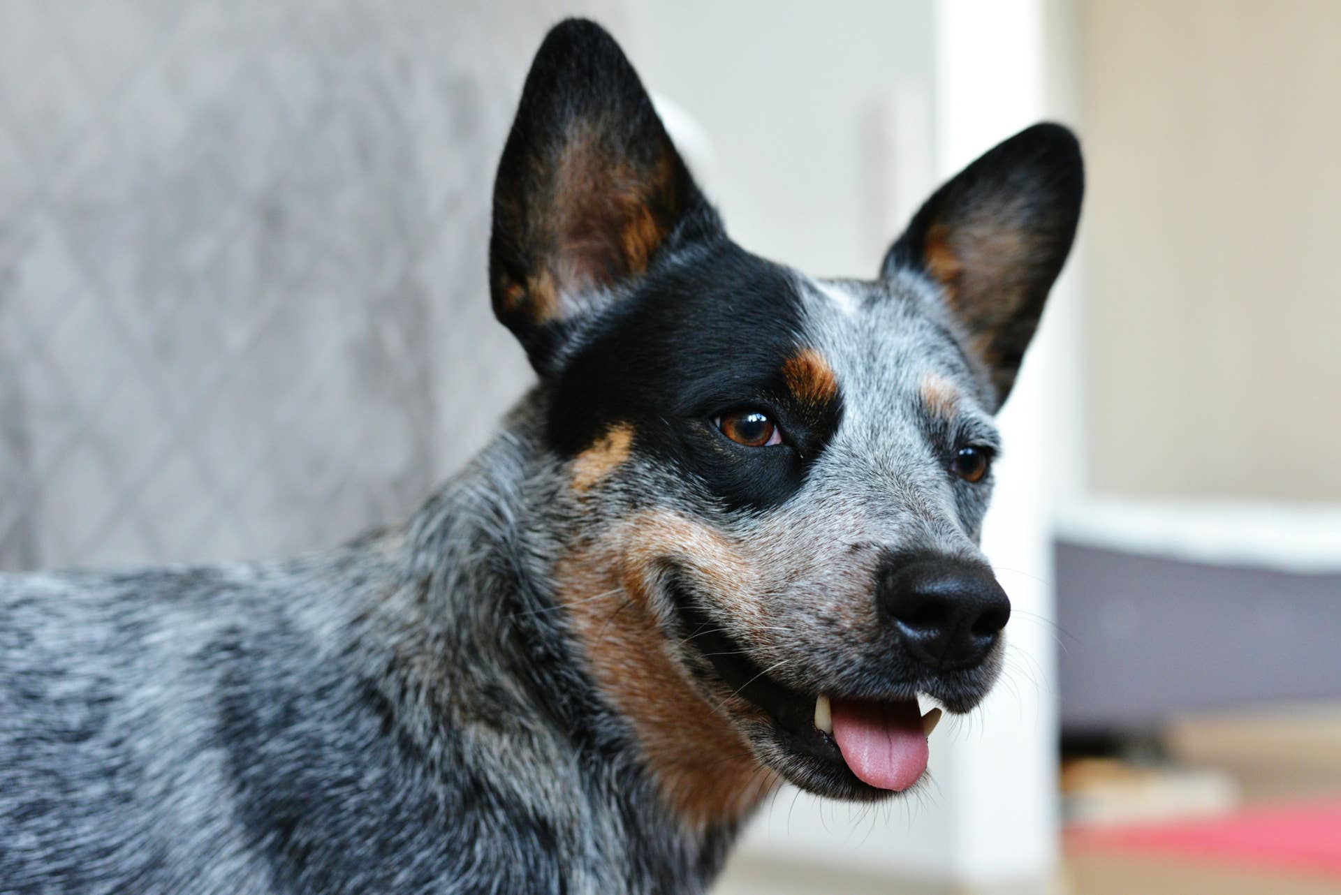 close-up-of-black-and-white-cattle-dog