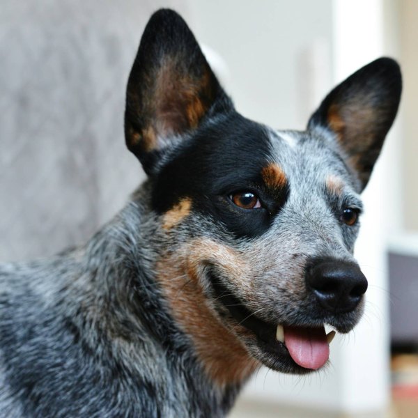 close-up-of-black-and-white-cattle-dog