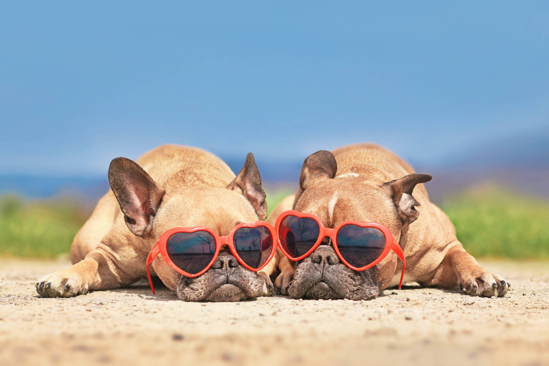 pair-of-french-bulldog-dogs-wearing-red-heart-shaped-sunglasses