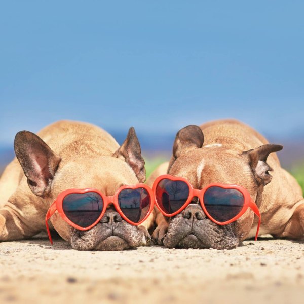 pair-of-french-bulldog-dogs-wearing-red-heart-shaped-sunglasses