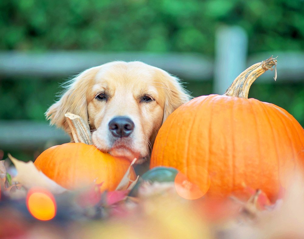 Dog October