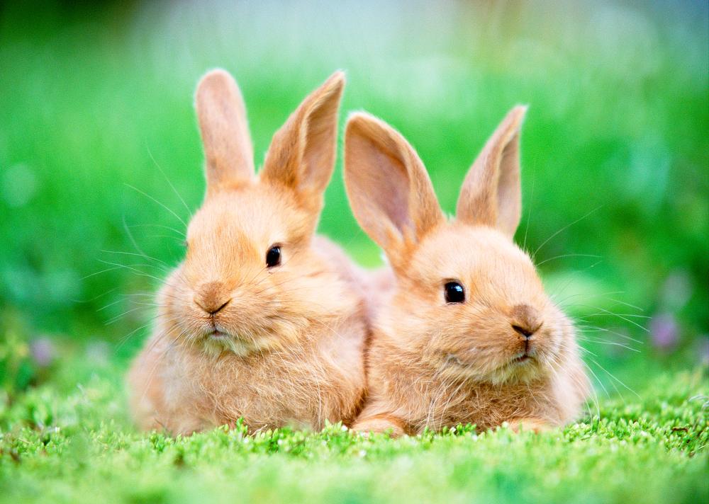 Bunny Pets