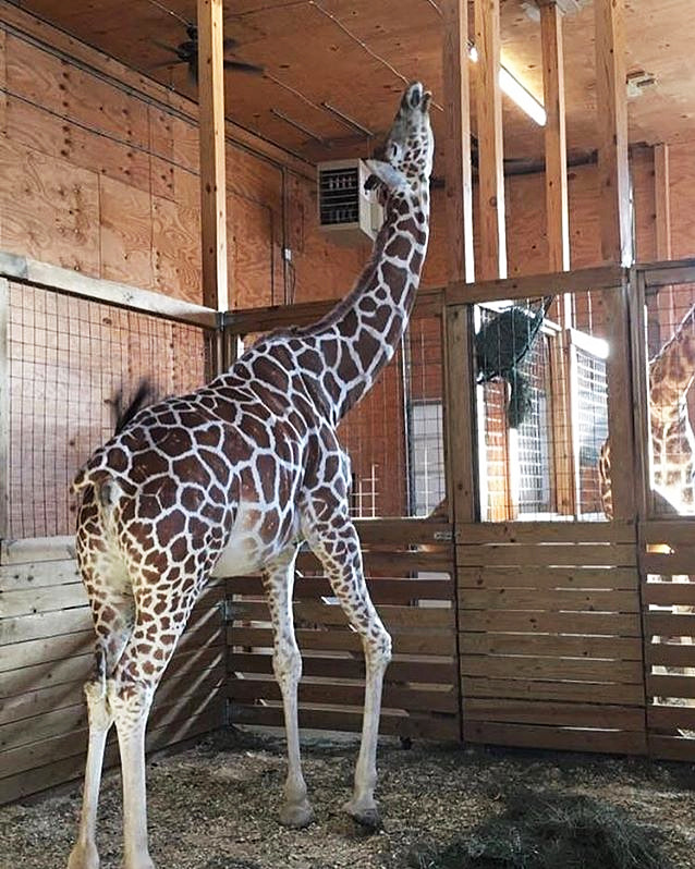 April the Giraffe