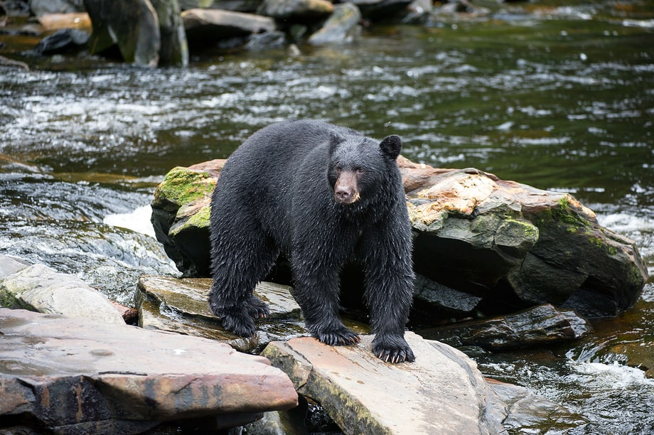 An American black bear