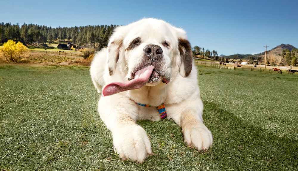 Saint Bernard, Mochi “Mo” Rickert